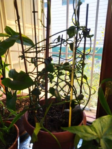 аихризон купить: Церопегия Сандерсона,большой горшочек цена 1000 сом.цветет в данный — 4