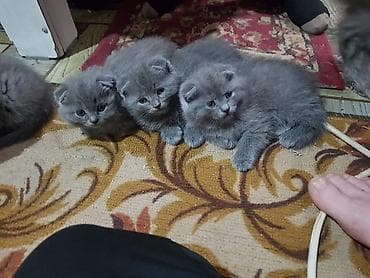 шотландский вислоухий котята: Пухлые серые котята породы СКОТИШ ФОЛД с короткой густой шерстью и — 2