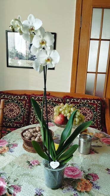 цветы гипсофилы: Орхидея фаленопсис с белыми цветами
адрес молодой гвардия — 2