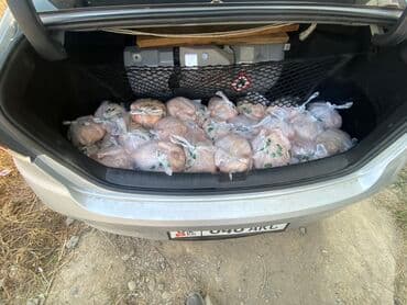 домашние птицы: Курица  — 2