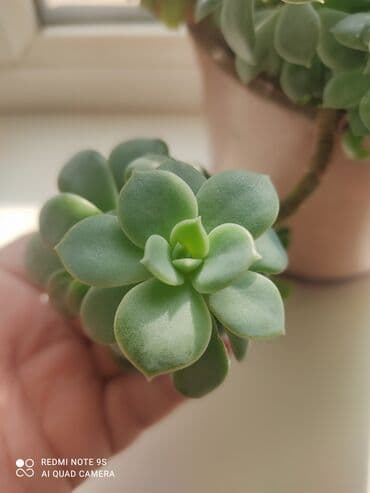 ель голубая цена: Продаю по 300 сом — 19