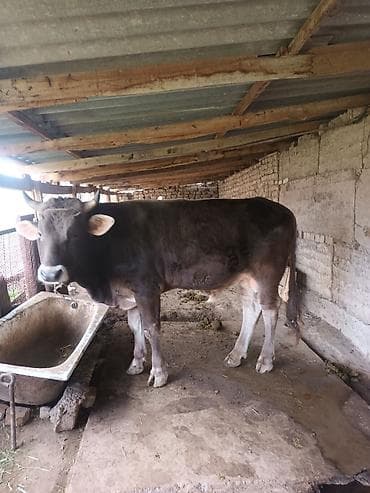 матки пчел: Продаю | Бык (самец) | Швицкая | Для разведения | Племенные — 8