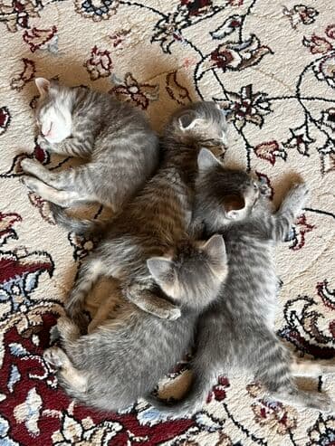 carters для мальчика: Отдаем котят в любящие ручки Один котенок вислоухий ( от матери — 7