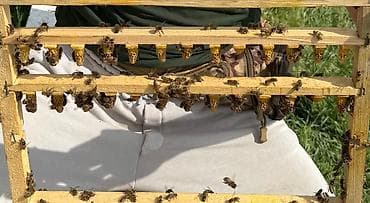 🐝Продаю неплодных маток 2025 года апрель месяц. 🐝Продаю плодных маток at lalafo.kg 🐝Продаю неплодных маток 2025 года апрель месяц. 🐝Продаю плодных маток