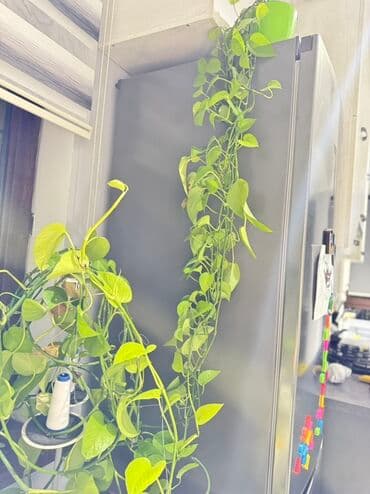 диффенбахия купить: Цветы низкий цены! От 200 сом выше Диффенбахия (Dieffenbachia) в — 8