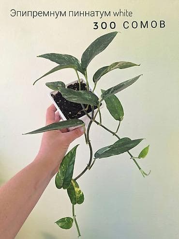 осень весна: 🌿 Комнатные цветы (укоренённые черенки/молодые растения). 🌸 Названия — 2