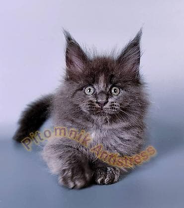 тара для мёда: Питомник Antistress предлагает котёнка породы мейн-кун — 9