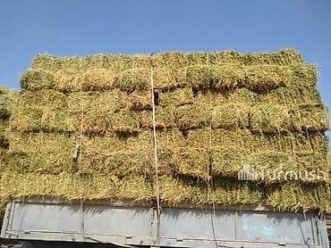 ГРУЗЧИКИ, СЕНО ЧОП at lalafo.kg ГРУЗЧИКИ, СЕНО ЧОП