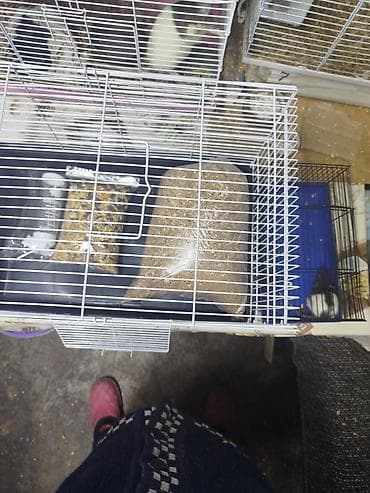 клетка для крыс: Продам взрослых крыс. есть голыши. крыски разного возраста — 8