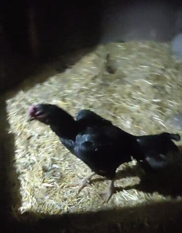 корм для домашних животных: Продаю | Куры | Бойцовая | Для разведения — 3