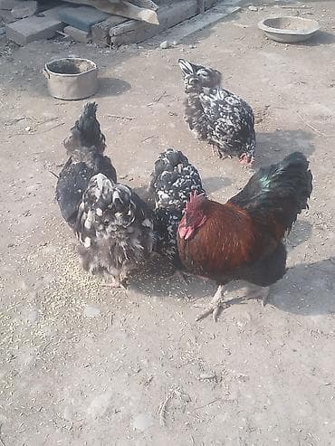 продаю кур: Продаю | Куры | Для разведения — 4