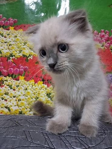 Продажа кошек: Скотиш Фолд (Шотландская вислоухая), 2 месяца, Мальчик — 7