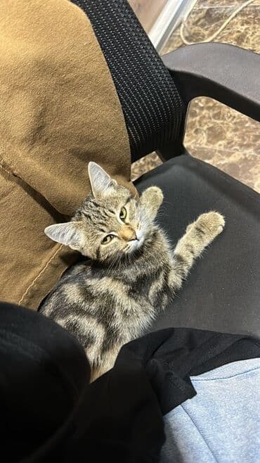 вислоухая кошка сколько стоит: 4 месяца, Мальчик — 4