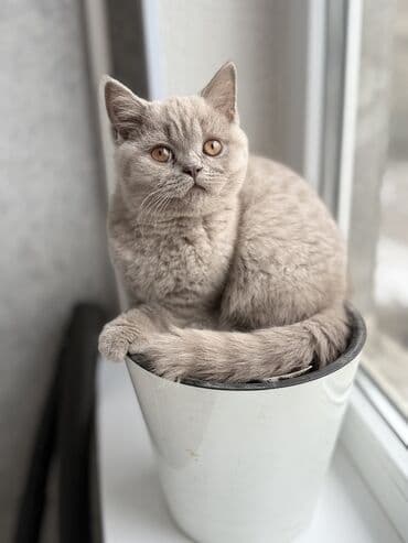 кошки в оше: Шотландский прямоухий и Шотландский вислоухий (Scottish straight and — 1