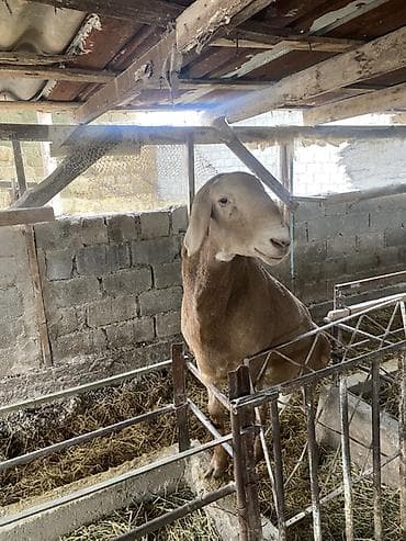 сокол птица цена: Продаю | Баран (самец) | Для разведения — 5