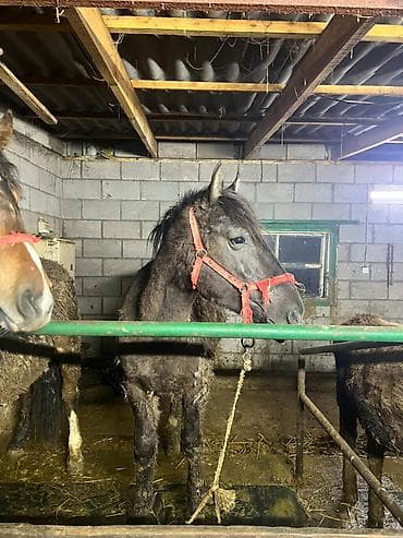 Иттер: Сатам | Байтал — 4