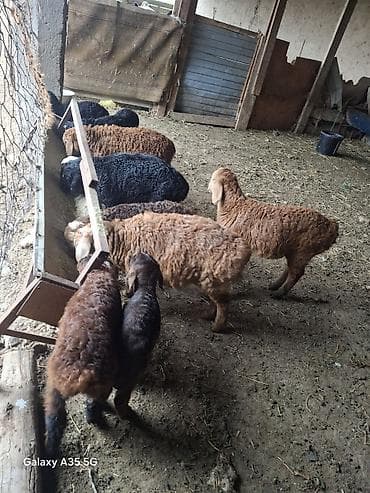 Продаю | Ягненок | На забой — 1