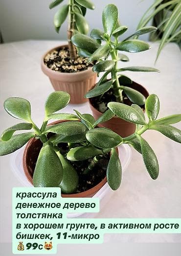 цветок фикус: Жонокой болмо гулдору Фикус акча гулу кактус папоротник жб — 6