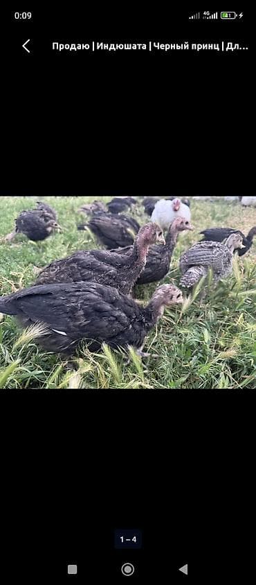 Айыл-чарба жаныбарлары: Сатам | Балапан күрп | Кара ханзаада | Союуга — 2