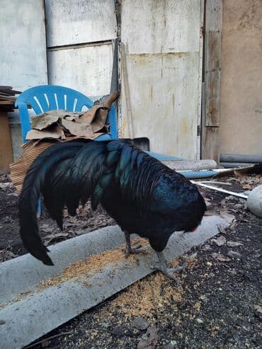 куры кант: Продаю | Куры | Домашняя | Для разведения — 7