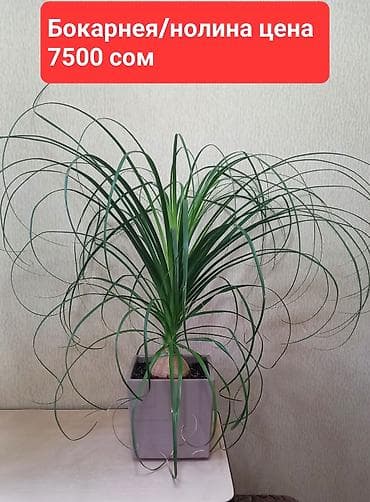 орхи: Комнатные растения в офис иди для больших домов. Все цены указаны на — 8