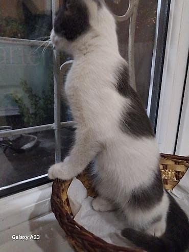 Отдам даром кошку: Котёнок тигрового окраса девочка. Белый с серым мальчик, отдам в — 6