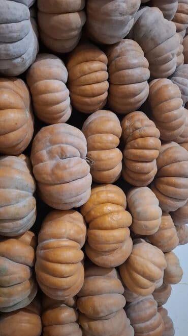 Продаю тыкву оптом 35 сом