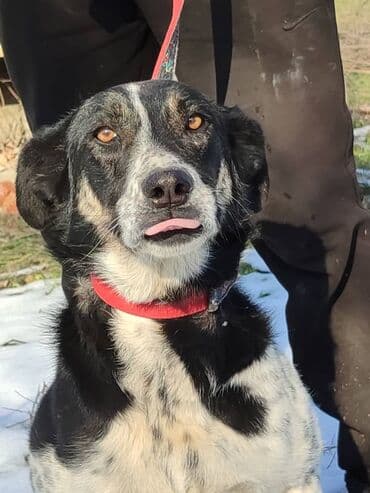 Ищем дом замечательной собаке. Рожать не будет,отлично охраняет at lalafo.kg Ищем дом замечательной собаке. Рожать не будет,отлично охраняет