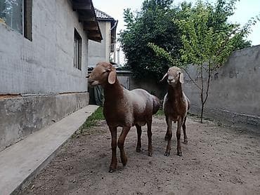баран рамановский: Продаю | Баран (самец) | Арашан | Для разведения | Племенные, Осеменитель — 2
