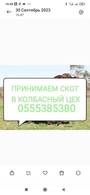 дом попугая: Куплю | Коровы, быки, Лошади, кони | Любое состояние, Круглосуточно, Забитый — 1