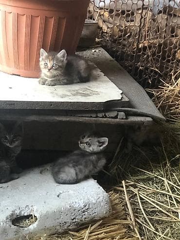 мышы: Отдадим котят в добрые руки бесплатно! Котятам около месяца, возможно — 1