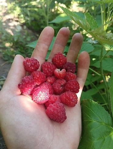 малина полонез: Саженцы малины (крупноплодная летняя/ремонтантная группа) Описание — 2