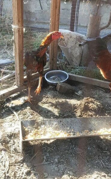 продажа щенков немецкой овчарки с документами в бишкеке: Сатам | Короздор, Балапандар | Тебиштирүүчү, Дакан | Көбөйтүү үчүн, Тебиштирүү үчүн — 3