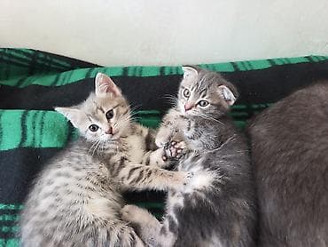 продаю кукруза: 🐾 Пушистое счастье ищет дом! 🏡 потрясающая девочка ушки стоячие — 9