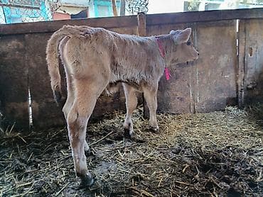 А/ч жаныбарларын сатып алам: Сатам | Бука (эркек) | Бордоп семиртүү үчүн — 4