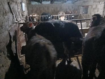 собаки авчарки: Продаю | Корова (самка), Бык (самец), Музоо, торпок | На забой, Для разведения, Для молока | Осеменитель, Привязанные — 1