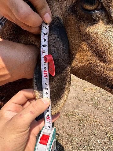 Продам с/х животных: Продаю | Овца (самка) | Арашан | Для разведения | Матка — 2
