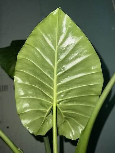 Дом и сад: Алоказия Арма Эпипремнум золотистый – укоренённые детки и черенки в — 2