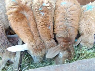 Грызуны: Продаю | Ягненок | Полукровка | Для разведения | Ярка — 4