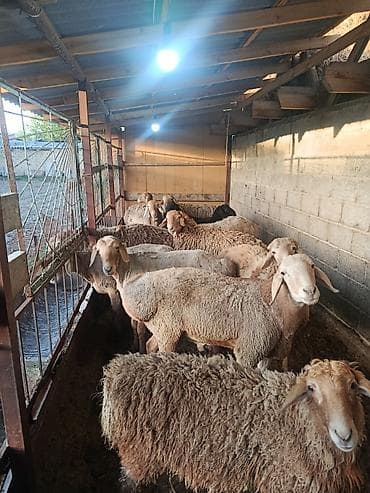 карликовые козы: Продаю | Баран (самец) | На забой — 5