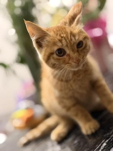 Кошки: Беспородная, 2 месяца, Мальчик, Рыжий — 3