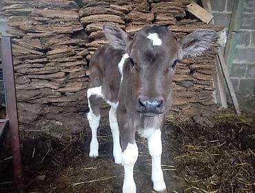 Собаки: Продаю | Музоо, торпок | На откорм | Искусственник — 9