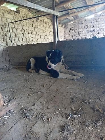 собаки в бишкеке: Предлагается собака породы алабай, также известная как среднеазиатская — 2