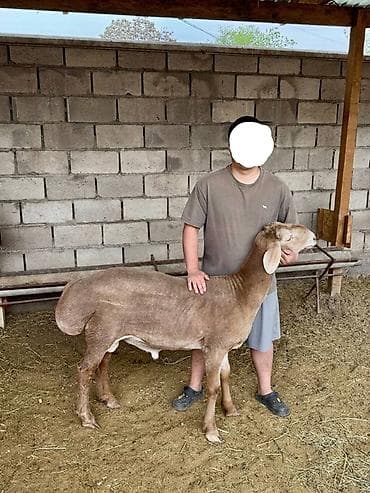 куньминская овчарка: Продаю | Овца (самка), Баран (самец) | Арашан | Для разведения — 1