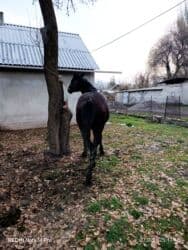 цены породистых собак: Сатам | Жылкы (эркек), Байтал — 2