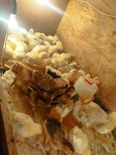 Продаю | Цыплята | Для разведения