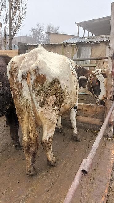 Коровы, быки: Продаю | Музоо, торпок | Голштин, Абердин-ангус | На откорм, Для разведения | Привязанные — 7