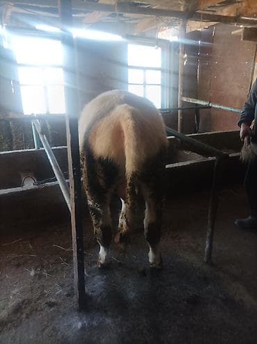 продаю быка на племя: Продаю | Бык (самец) | На откорм | Привязанные — 3