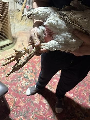 даканн: Продаю | Куры | Бойцовая | Для разведения — 10