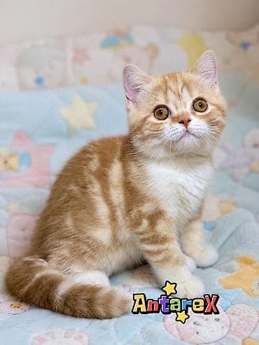 Мышыктар: Шотландские короткошерстные котята от красивой привозной пары — 3